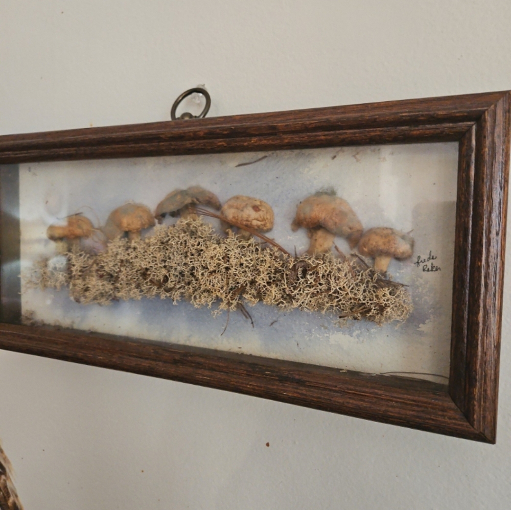Signed 20s Antique  Preserved mushroom village Shadowbox RARE